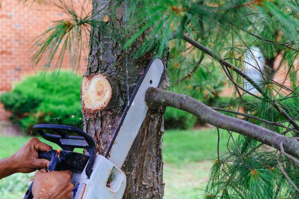 Best Storm Damage Tree Cleanup  in Halfway House, PA